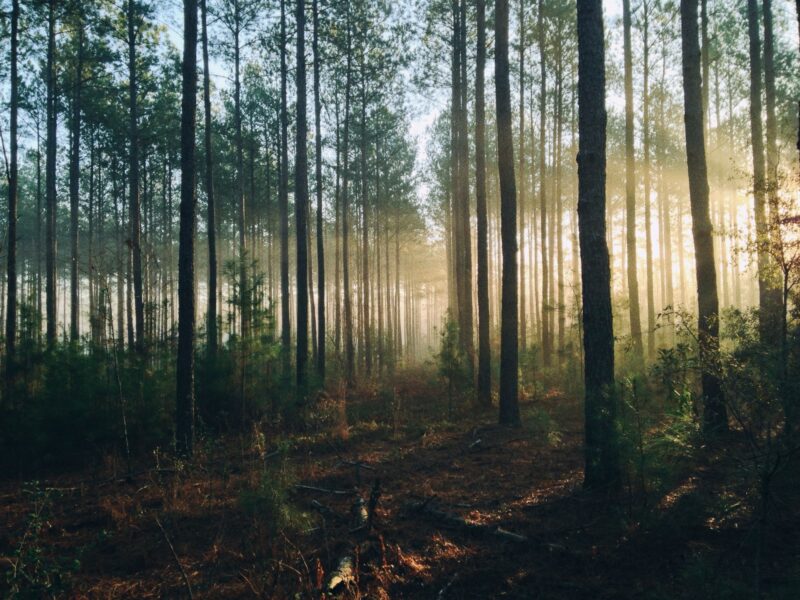 film forest vico etichette 100 bio based film plastico